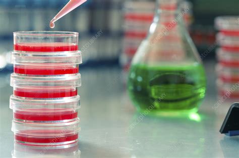 Biochemistry research - Stock Image - F022/3702 - Science Photo Library