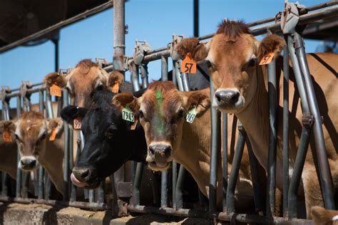 AZ dairy farmers expand global reach - Cronkite News - Arizona PBS