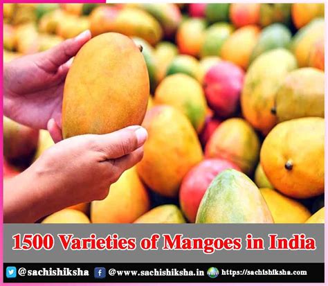 1500 Varieties of Mangoes in India | Sachi Shiksha - The Famous ...