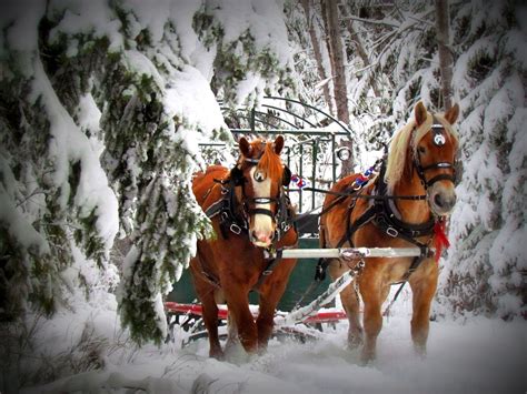 Heritage Ranch Sleigh Rides - Horse Drawn Sleigh Rides Red Deer Alberta ...