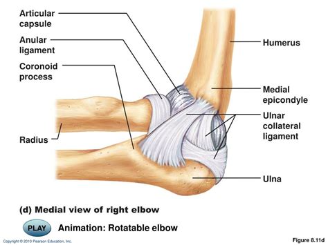 PPT - Elbow Joint PowerPoint Presentation, free download - ID:2172344