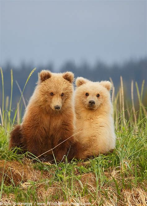 Adorable Bear Cubs | Dyr, Sjove dyrebilleder, Vilde dyr