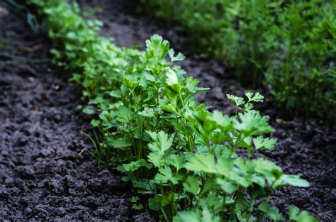 Cómo cultivar grandes racimos de perejil a partir de semillas o plantas ...