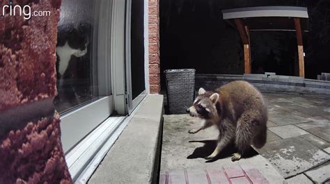 Cat and Raccoon Have Hilariously Dramatic Reaction to Coming Face to ...