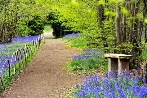 Bluebell Spectacular at Hole Park Gardens in Kent - Historic Houses ...