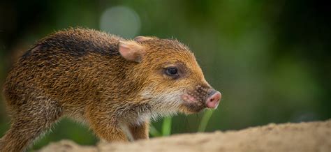 Rainforest Biodiversity in Ecuador | Arizona Global