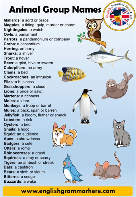 Top 130+ Why are groups of animals called different things ...