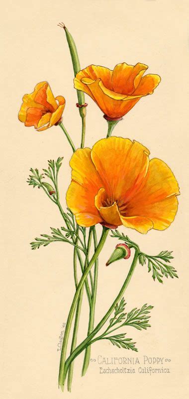 naturalistic drawing of california poppy - Google Search | Botanical ...