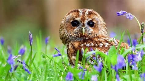 Spring Owl Wallpapers - Wallpaper Cave