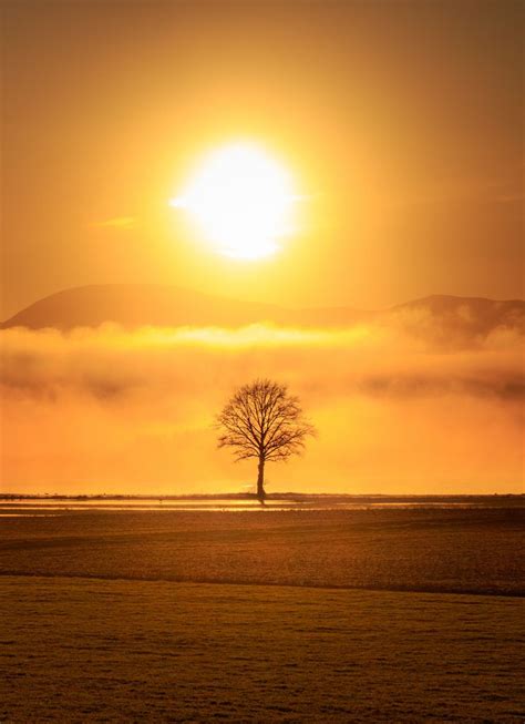 Tree and Rising Sun | Te Hauke, Hawke's Bay, New Zealand