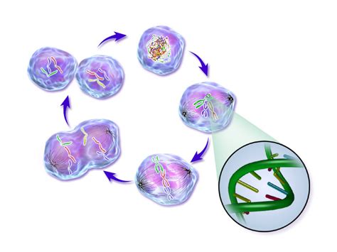 Cell cycle - Wikipedia