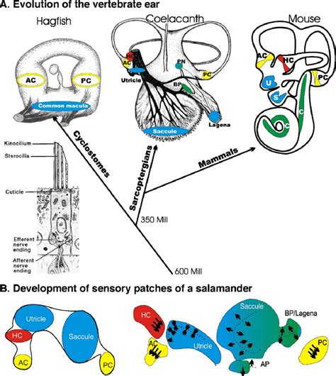 Crucial steps in vertebrate ear evolution (A) and development (B) are ...