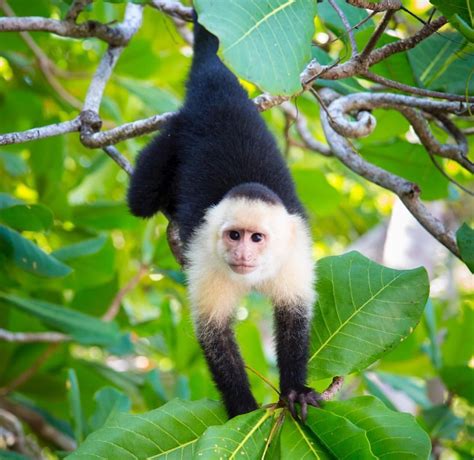 Pin by Malika Heatwole on Mammals | Capuchin monkey, White faced ...