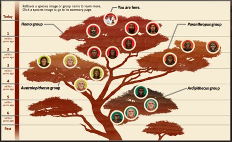 Human Evolution: A Family Tree – Montessori Muddle