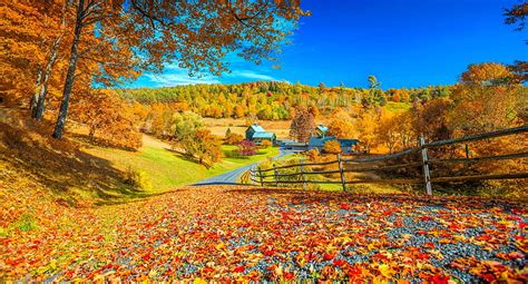 Fall Foliage Wallpaper