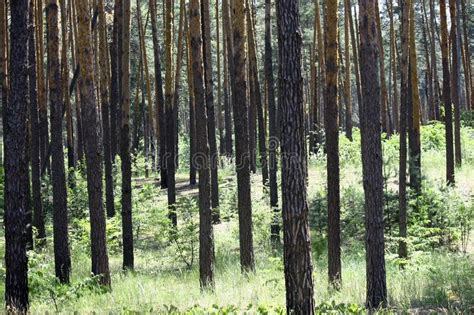 Sun Rays in a Beautiful Green Forest. Forest Background Can Be Used As ...