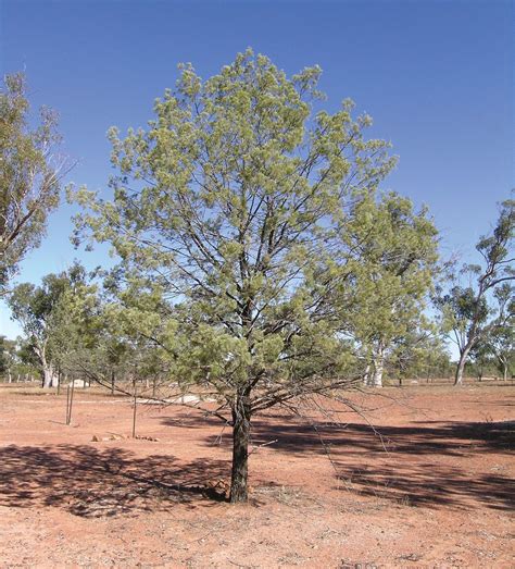 Cypress pine | Description, Tree, Plant, Wood, Species, & Facts ...