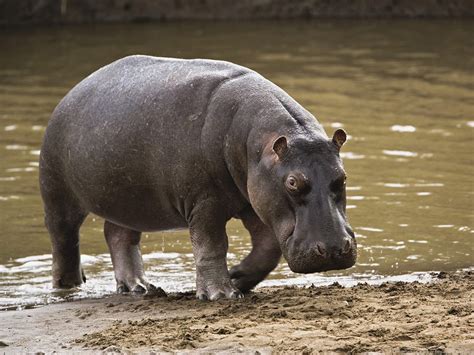 Hippopotamus Facts | Interesting Information & Latest Pictures ...