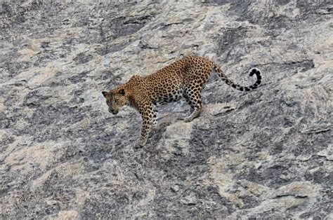 Indochinese leopard: Threatened feline near extinction prompts calls ...