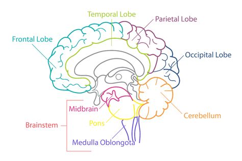 The Human Brain 101 | Mental Health America