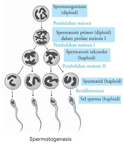 Perhatikan bagan spermatogenesis berikut! Re...