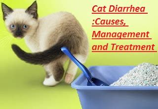 Cat Diarrhea :Causes, Management and Treatment