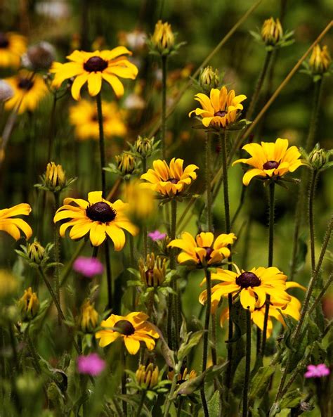 Black Eyed Susans Bouquet Photograph by David Rowe - Fine Art America