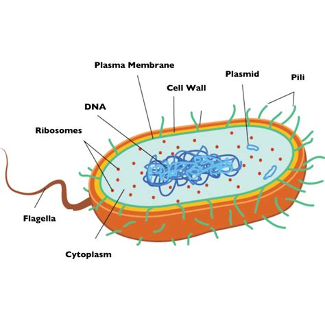 Bacteria - Microscopic World