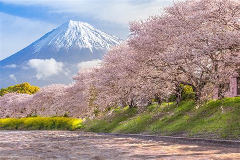 Beautiful Mountain Fuji and sakura cherry blossom - USTOA Blog