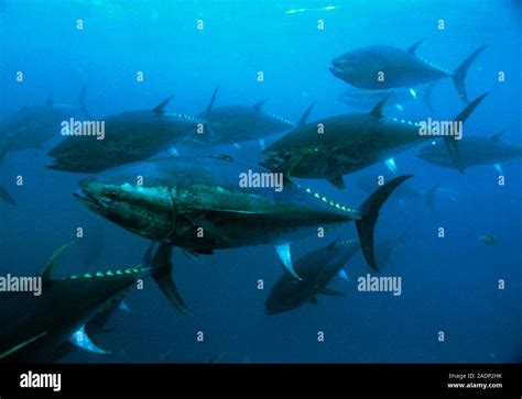 Longtail tuna fish (Thunnus tonggol) school. These fish, also known as ...