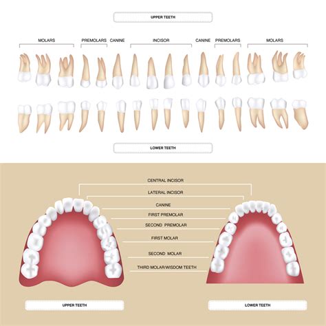 The Different Types of Teeth | Stonehaven Dental