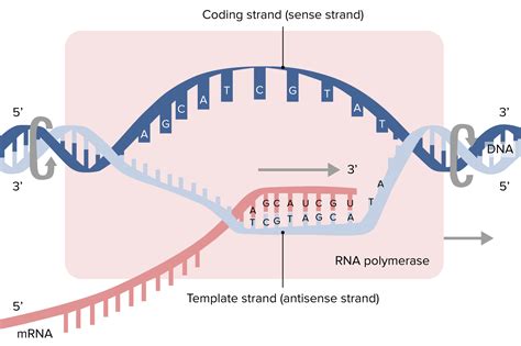 Transcription Biology Diagram