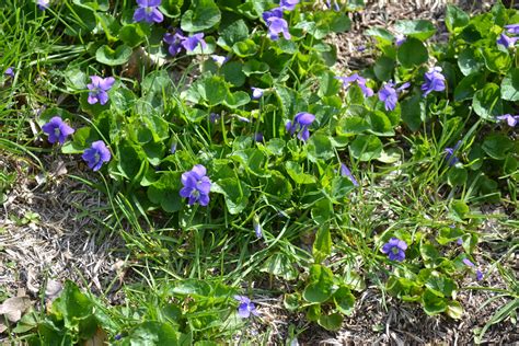 What Are The Little Purple Flowers In My Lawn at William Lowe blog