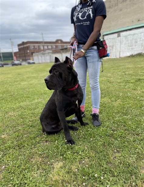 Fluffy | Cane Corso Rescue, Inc.