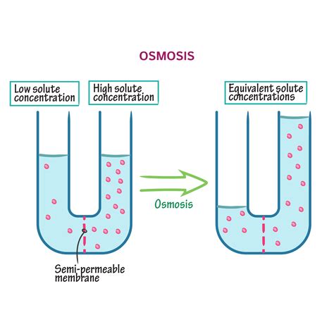 Cell Biology Tutorials | Draw It to Know It How to think about Osmosis ...