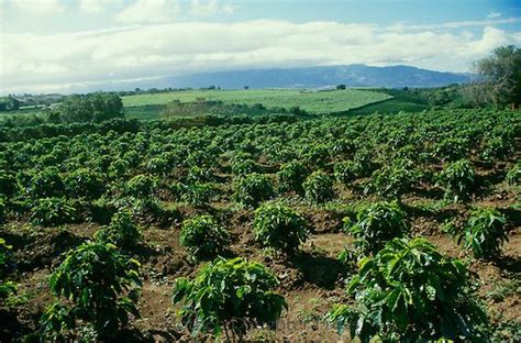 The national drinks of Costa Rica: Coffee and guaro - Latin America For ...