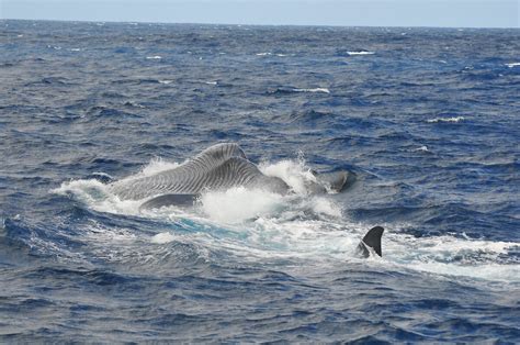 Mapping the migratory route of pygmy blue whales – Australian Antarctic ...