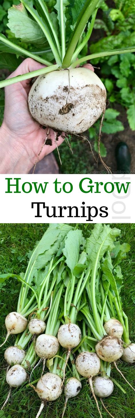 How to Grow Turnips {Start to Finish} - One Hundred Dollars a Month