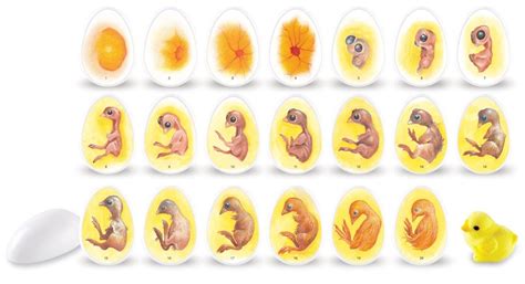 Fertile eggs - embryo stages | Chicken life cycle, Hatching chicks ...