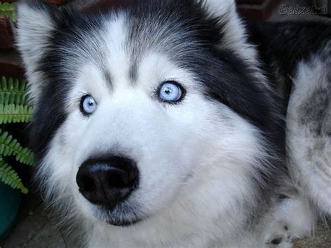 Can Alaskan Huskies Have Blue Eyes