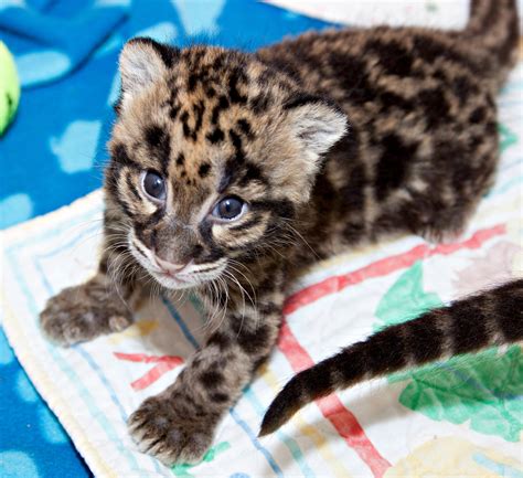 Denver's Clouded Leopard Cubs Ready to Meet the Public | Baby zoo ...