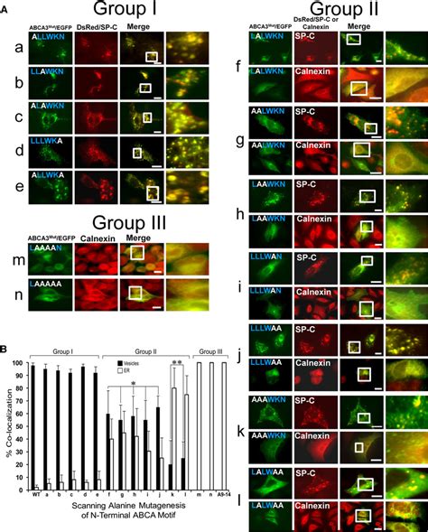 Scanning alanine mutagenesis of the LLLWKN motif reveals distinct ...