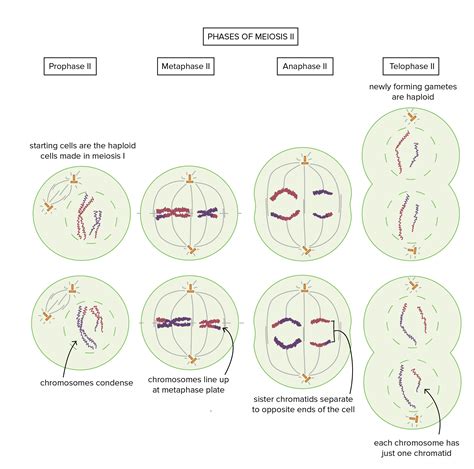 Identifying Stages of Meiosis | Superprof