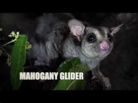 Mahogany Glider - YouTube