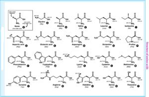 Biomolecules of Proteins