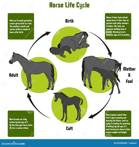 Horse Life Cycle Diagram stock vector. Illustration of birth - 92204908