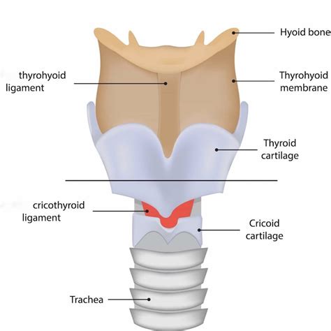 Thyroid Cartilage Model