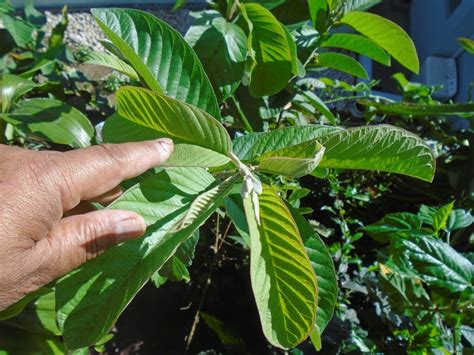 Isinay Bird: Guava Leaves as Medicine for Wounds