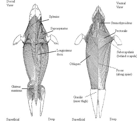 Explore the Fascinating Skeletal Muscle Anatomy of Seals