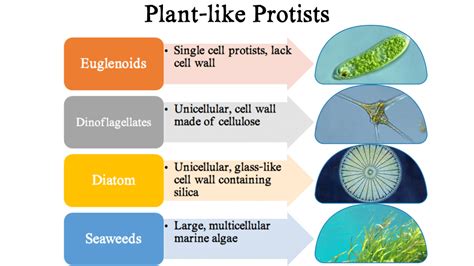 Section 3: Protists | Nitty Gritty Science